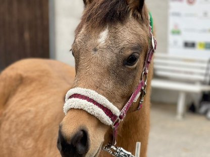 Welsh Pony Stute, fast 3j.