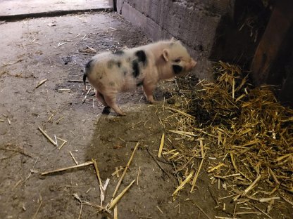 Mini Hängebauchschwein