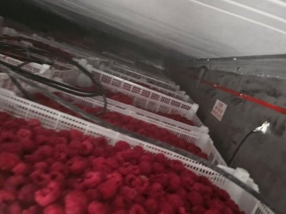 Bild 4:Himbeeren TK - neue Ernte