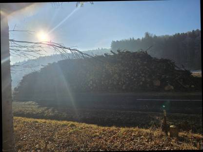 Bild 4:Holzschlägerung