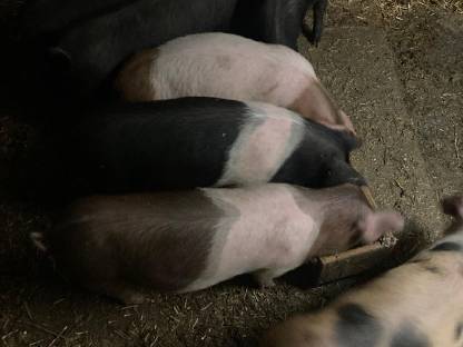 Verkaufe Bio-Ferkel