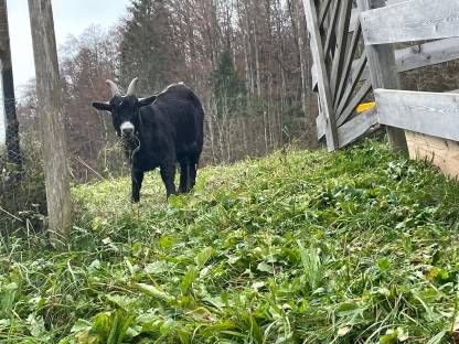 Zwergziegenbock