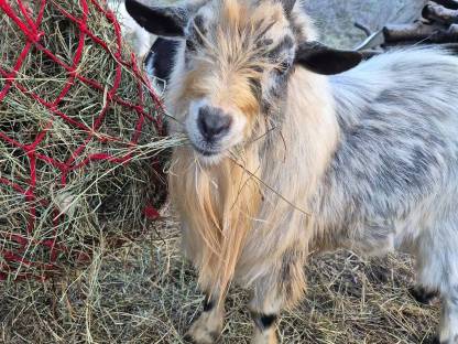 Mini Zwergziegenbock