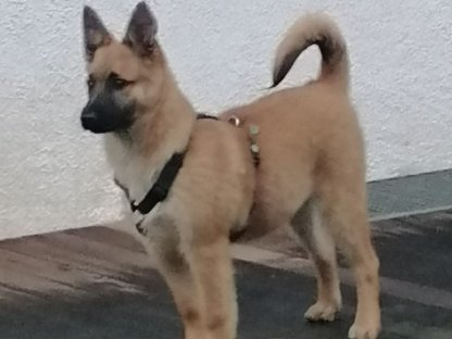 Liebenswerter Spitz-Schäferhund-Mix sucht neues Zuhause