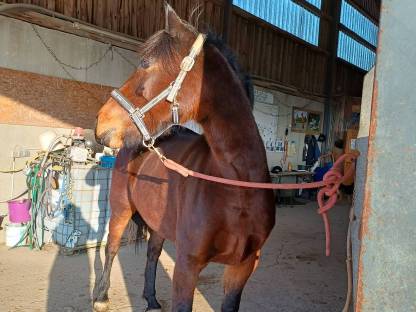 Warmblut Friesenmix