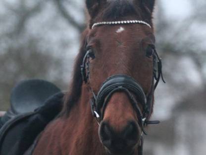 9-jähriger Warmblutwallach, anfängergeeignet