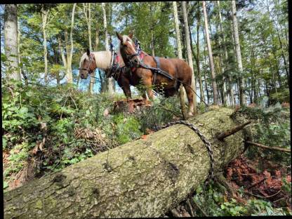 Bild 4:Holzrücken mit Pferden