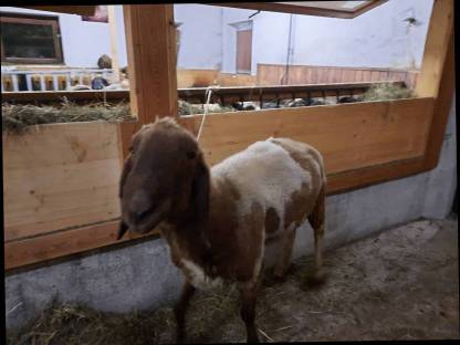 Bergschaf-Widder