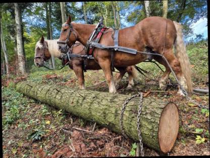 Holzrücken mit Pferden