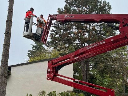 Bild 8:Baumrodung Baumabtragung