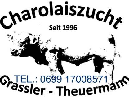 Charolais Zuchtstiere