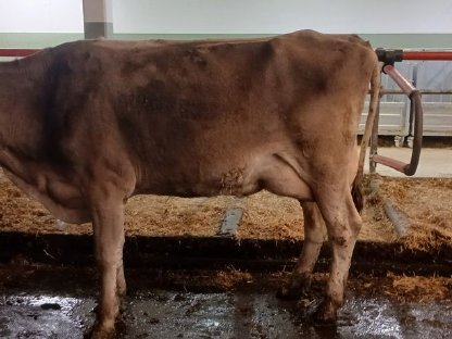 Bio Brown Swiss Kuh