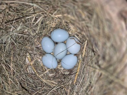 Bild 5:Bruteier, verschiedene Rassen