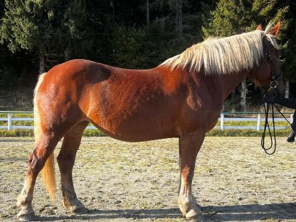 Bild 4:Wunderschöne Norikerstute