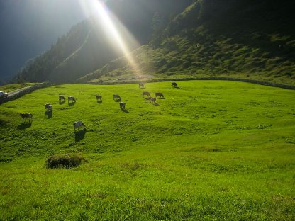 Suchen noch Weidevieh für unsere Alm 2025