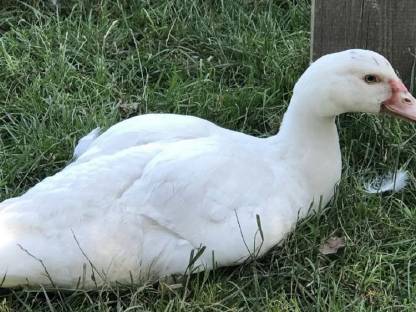 Moschusenten, Warzenenten, Stummenten