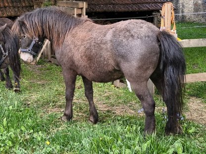 Bild 7:2 einzigartige, seltene Ponys für die eigene Familie