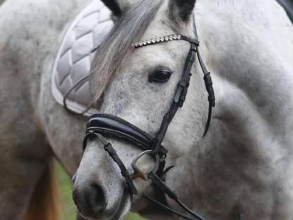 Bonnie die Deutsche Reitponystute