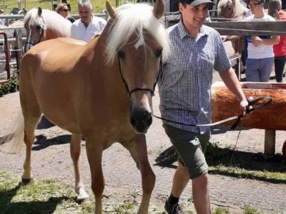 Tiroler Haflinger