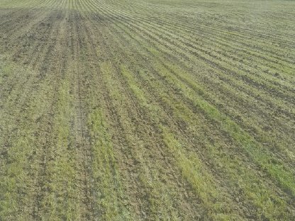 Bild 2:Streifenfrässaat Strip Till