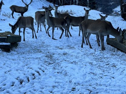 Rotwild Tiere abzugeben