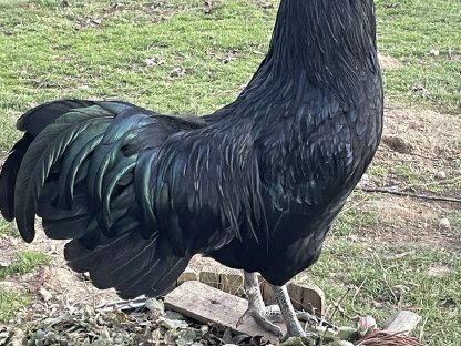 Ayam Cemani