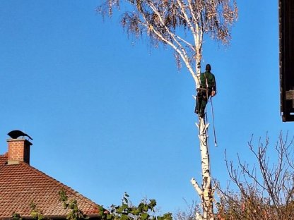 Bild 2:Baumrodund Baumabtragung