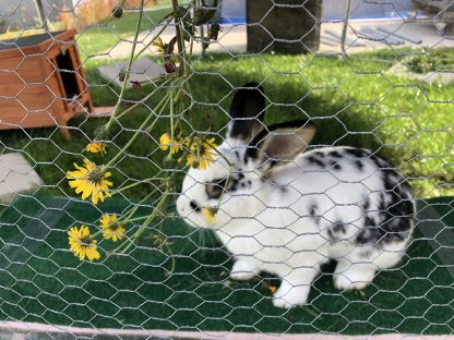 Kaninchen männlich