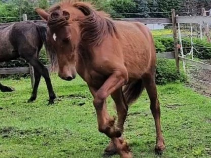 Bild 4:Wahnsinnig toller Rotfuchshengst