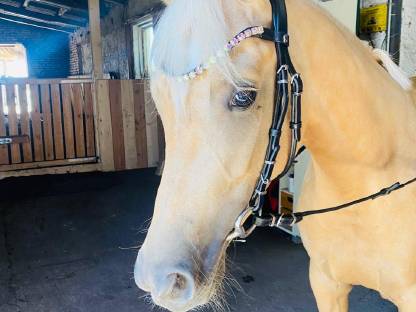 4-jährige Deutsche Reitpony Stute Palomino