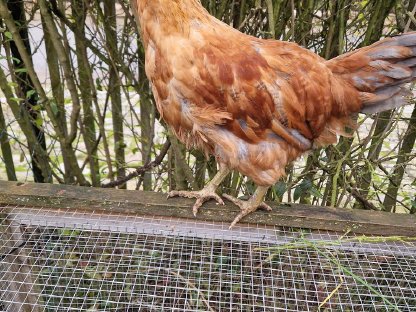 Junge Hähne Naturbrut (Cemani, Araucana, Sussex & Hedemora)