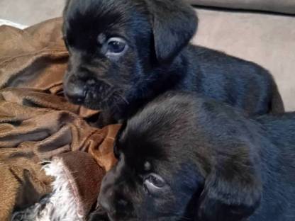 Labrador Welpen in Schwarz und Silber