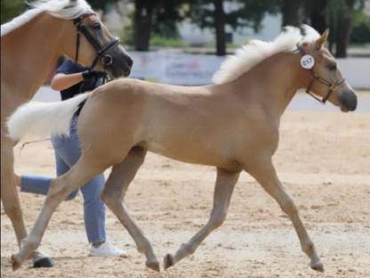 Haflinger Stutfohlen