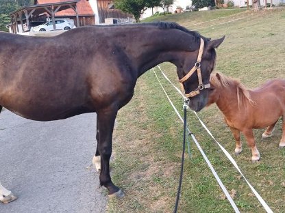 Linus, ein fast 3-jähriger Warmblut-Wallach