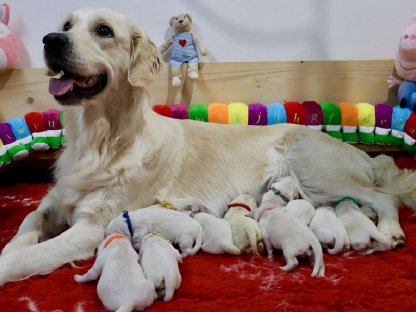 Golden Retriever Welpen Abgabe Ende Januar 2025