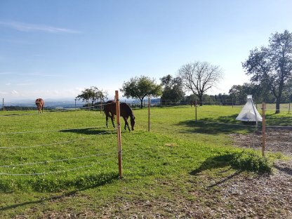 Suche Landwirtschaft/Pferdehof auf Leibrente od.Gemeinschaft