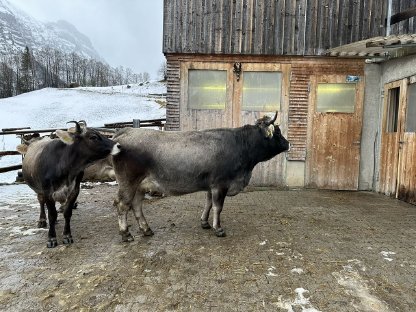 Tiroler Grauvieh zu verkaufen