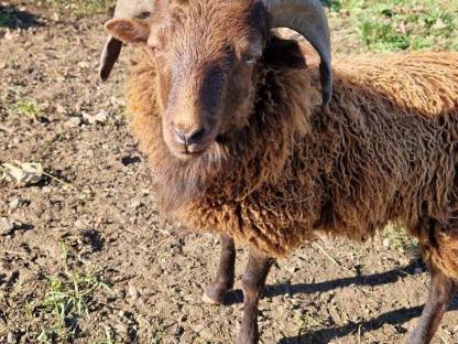 Ouessantschafbock, Zwergschaf - Widder