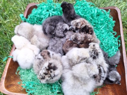 Bild 2:Seidenhuhn Bruteier