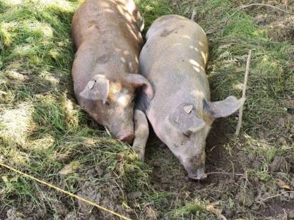 Stall oder Fläche zum Schweine halten