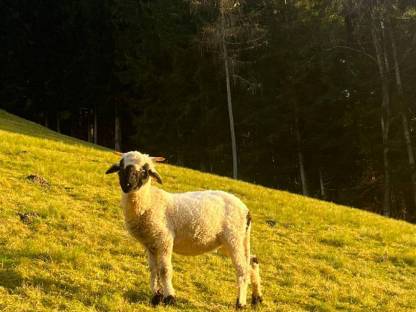 Walliser Schwarznasenschaf