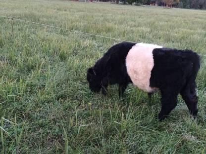 Verkaufe Black Belted Galloway Bullen