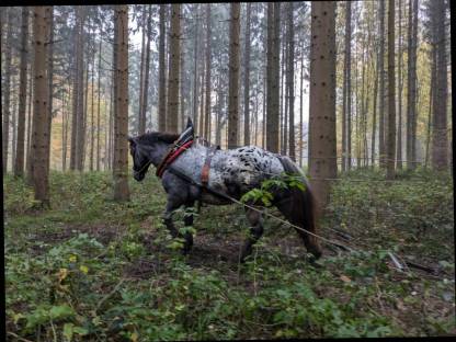 Bild 5:Holzrücken mit Pferden