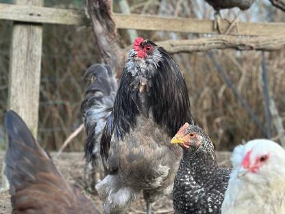 Ameraucana Junghähne