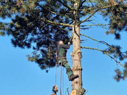 Bild 5:Baumrodung Baumabtragung