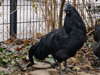 Eleganter Ayam Cemani Junghahn