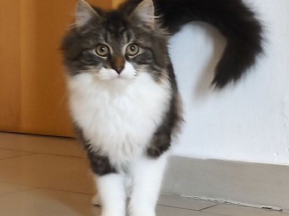 Maine Coon Kater Geschwister