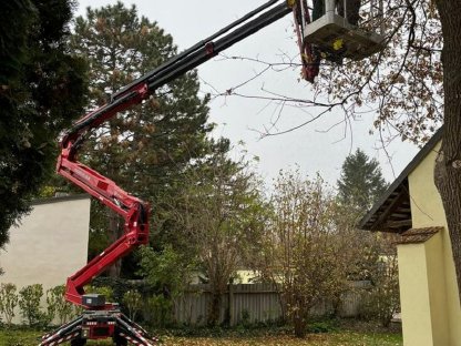 Bild 9:Baumrodung Baumabtragung