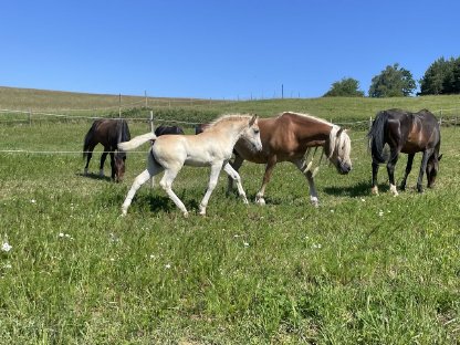 Haflinger Stute zu verkaufen, REWANA