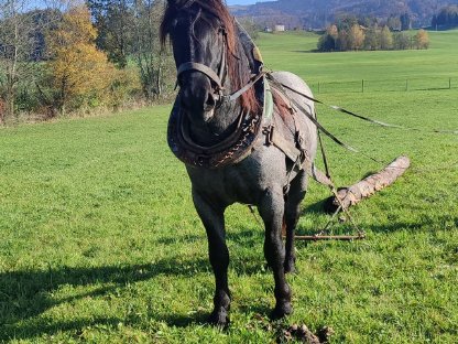 Verkaufe 3-jährigen Noriker Mohrenkopfhengst